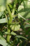 Cutleaf groundcherry